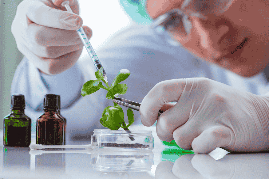 Cientista injetando substância em planta para experimento de modificação genética