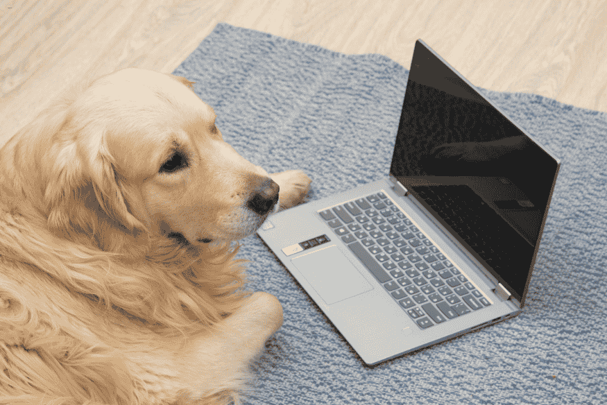Cachorro deitado ao lado de notebook ultrafino sobre tapete azul